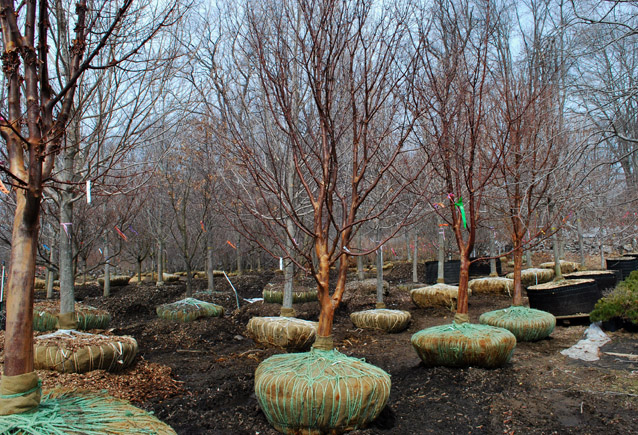 Paperbark Maple specimens