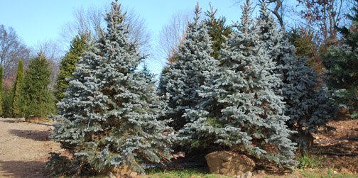 Hoopsii Blue Spruce