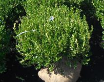 Boxwood