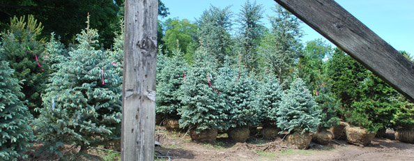 Fat Albert Blue Spruce