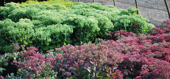 The Sedums are in bud ready to bloom