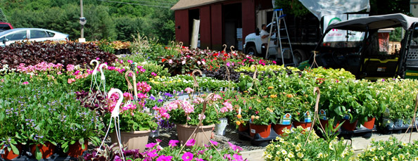 Annual selections in Newtown