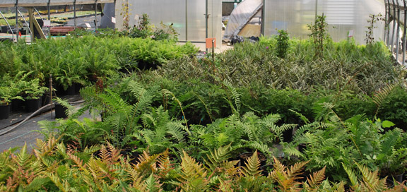 Ferns in the shade house