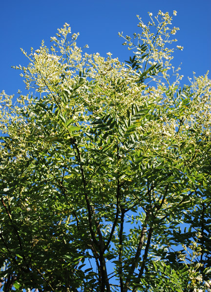 Last Week's Plant I.D.