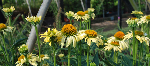 Sunrise Echinacea
