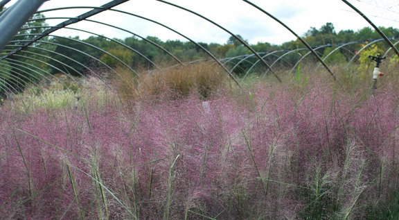 Muhly Grass