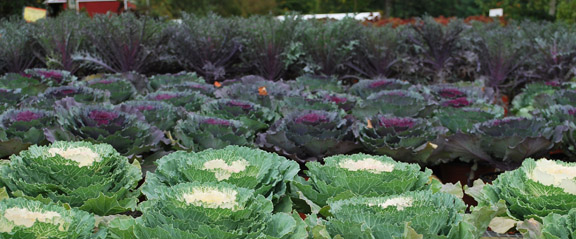 Cabbage and Kale