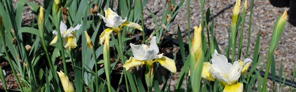 Siberian Iris Butter & Sugar