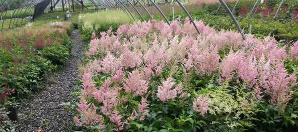 Astilbes in Watertown