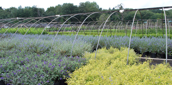 Caryopteris house in bloom