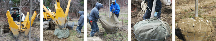 Digging Trees in Watertown!