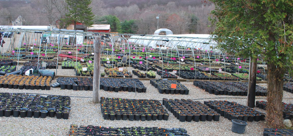 http://planterschoice.com/galleries/perennials/