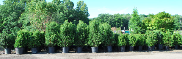 Ilex crenata 'Schwoebel Excelsa'