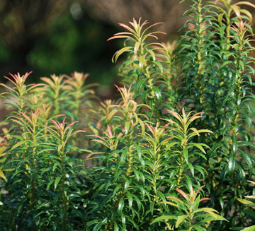 This Week's Plant I.D.