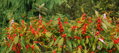 Winter Gold Winterberry