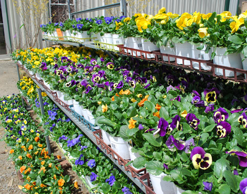 Pansies are here!