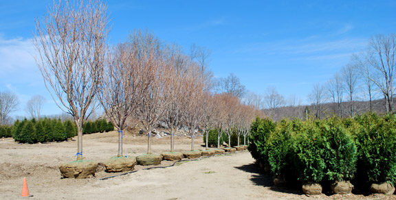 Kwanzan Cherries