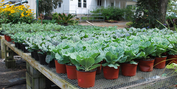 Cabbage & Kale