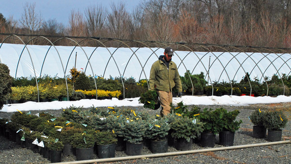 Specialty conifers come out of the houses!