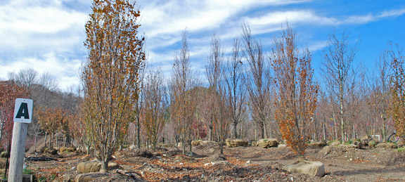 European Beech