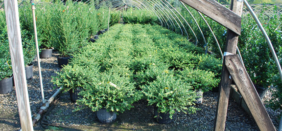 Ilex crenata