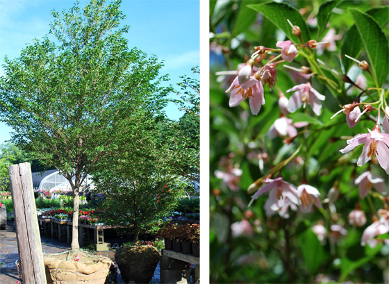 Pink Chimes Japanese Snowbell
