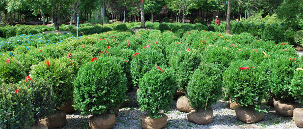 Boxwood!