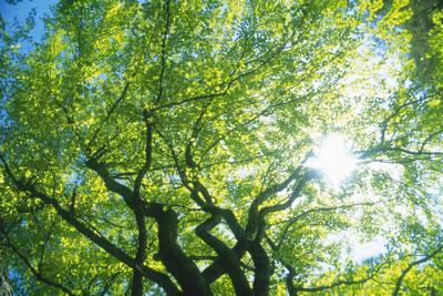 sunny-tree-boughs.jpg