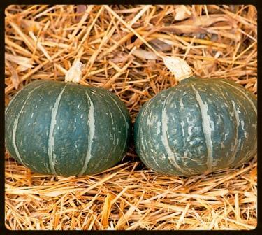 bonbon buttercup squash bonbon buttercup squash