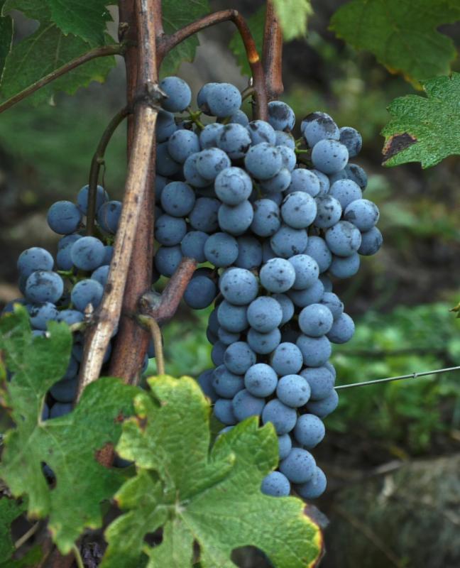 VM Nebbiolo 2013
