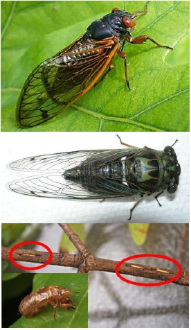 Cicadas - Periodic and Annual and damage done on a tree branch