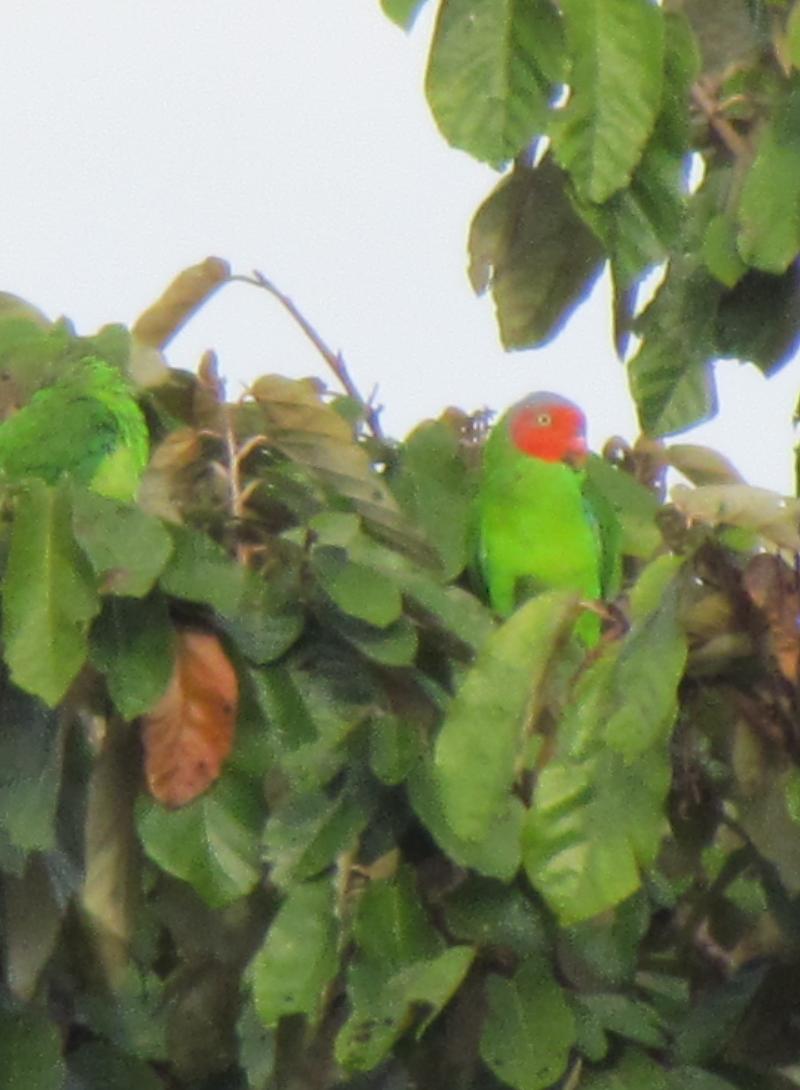 Red Cheeked Parrot photo by Dudi & Dwi