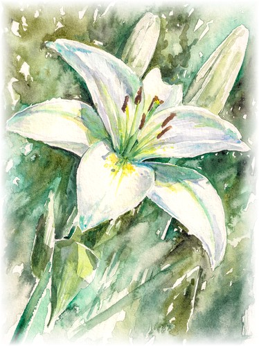 Lilies of Forgiveness