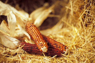 corn-hay.jpg