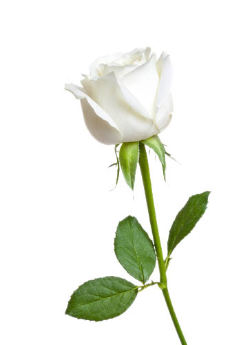 White Rose