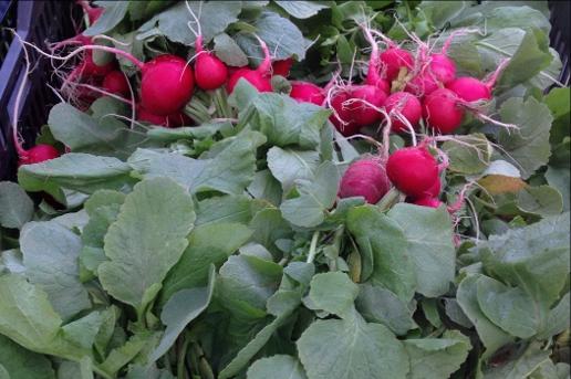 Radishes