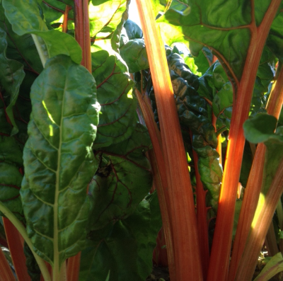 Swiss chard