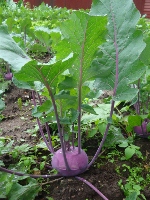purple kohlrabi