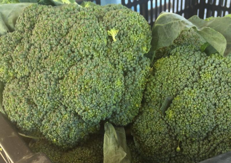 Broccoli close up