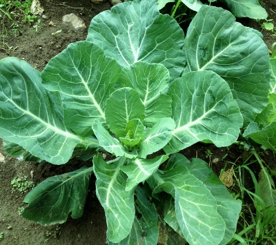 collard greens plant