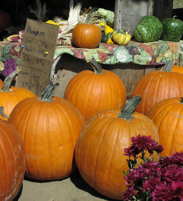 pumpkin winter vegetable