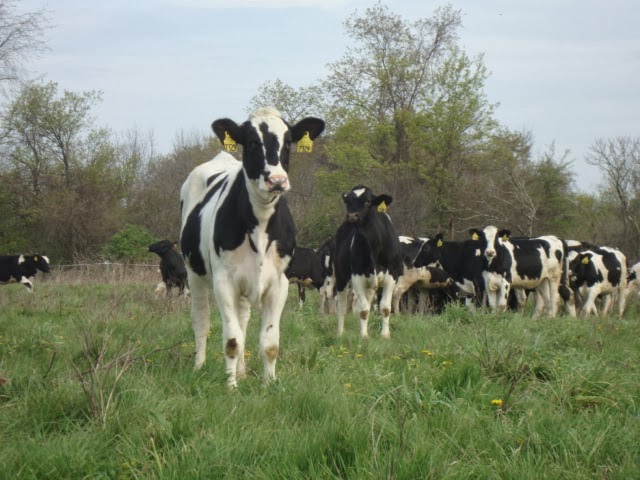 dairy cow livestock grazing