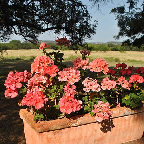 Buffalo Gap in midsummer