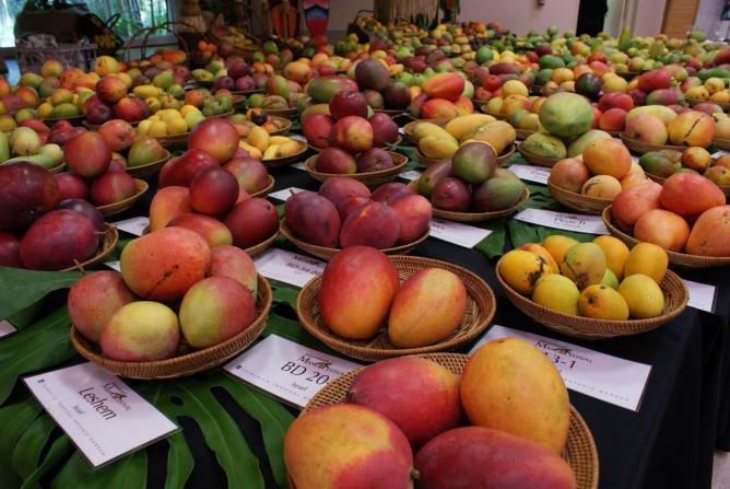 mango festival