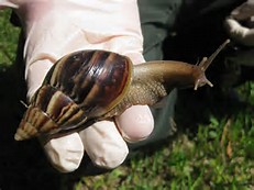 giant african snails