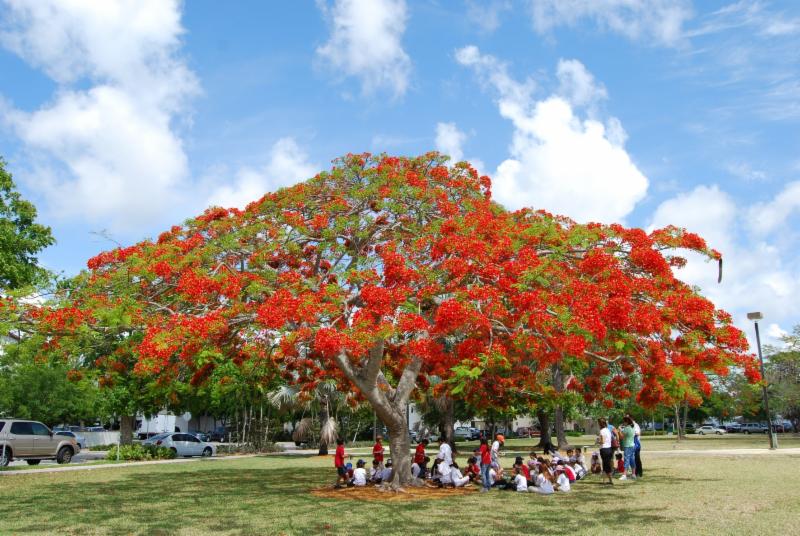 arbol royal poinciana