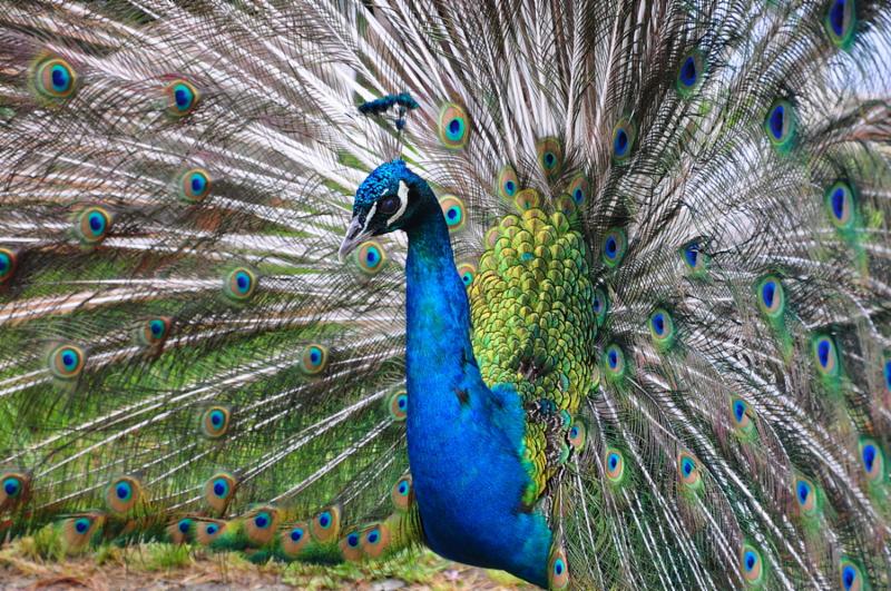 peacock_dancing.jpg