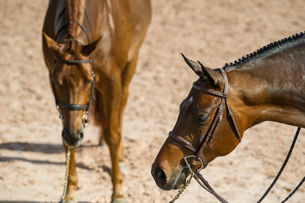 Horses Waiting 2
