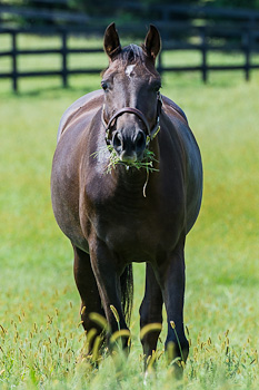 Green Grazing II