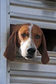 Hound